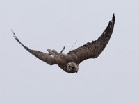 Ger- und Sakerfalke 020